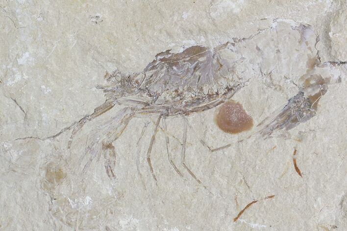 Cretaceous Fossil Shrimp - Lebanon #74536